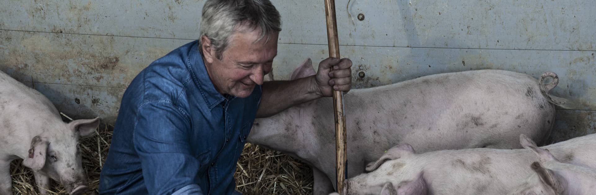 Hoflieferant Josef Mitterhuber bei seinen Bio-Ferkeln im Stroh