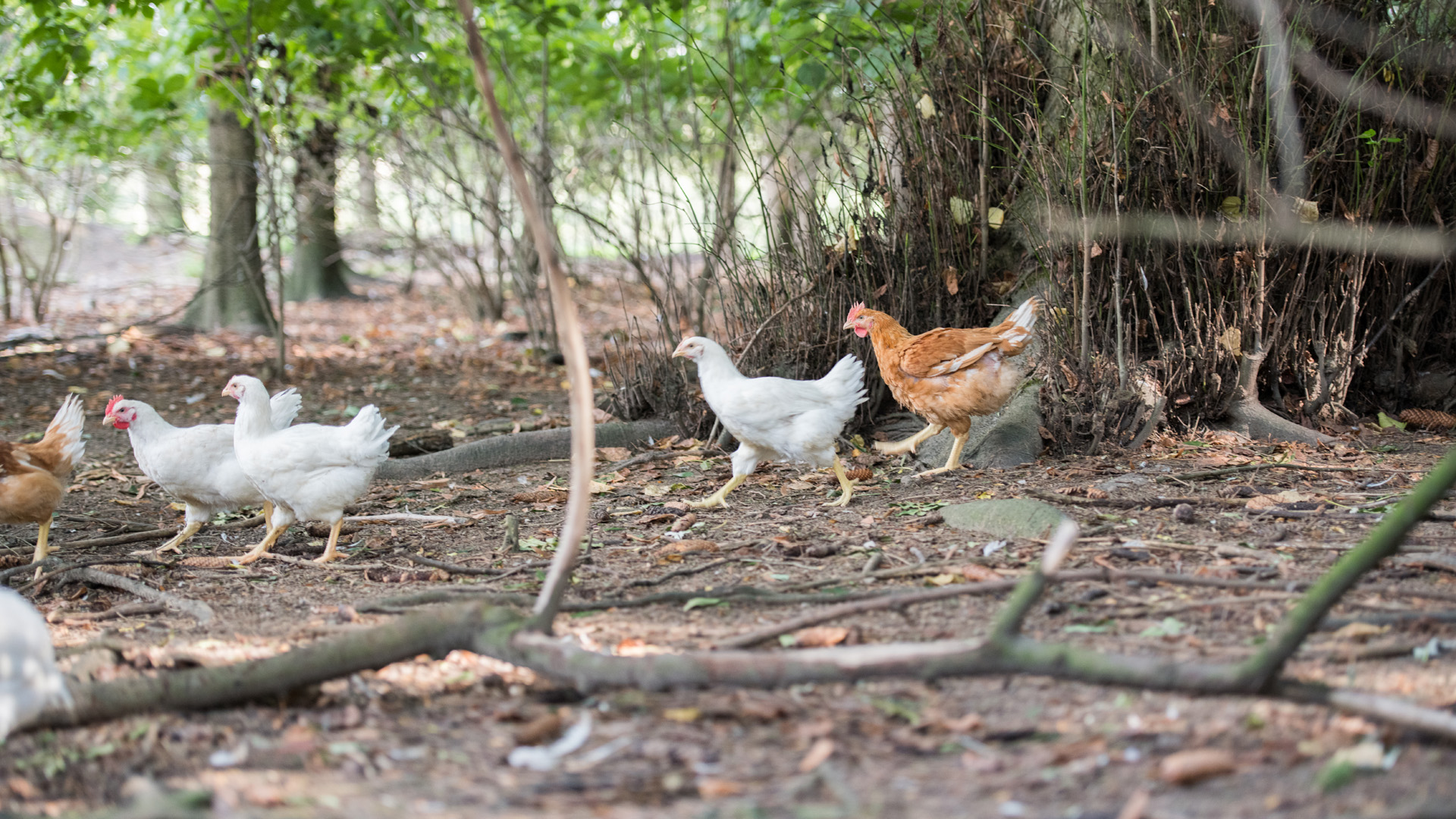 Hoflieferanten Bio-Hühner der Familie Schweitzer